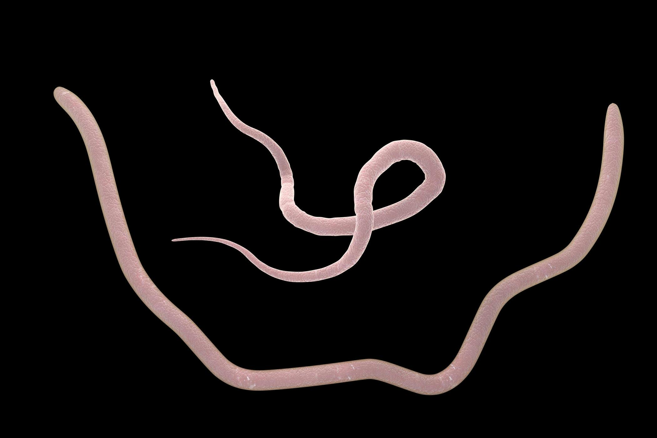 how-does-roundworm-affect-dogs