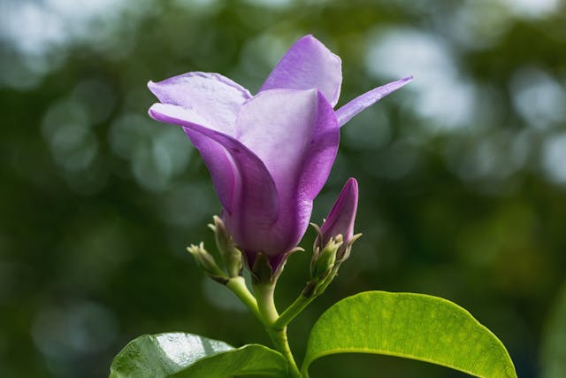 Rubber Vine Poisoning in Horses - Symptoms, Causes, Diagnosis, Treatment, Recovery, Management, Cost