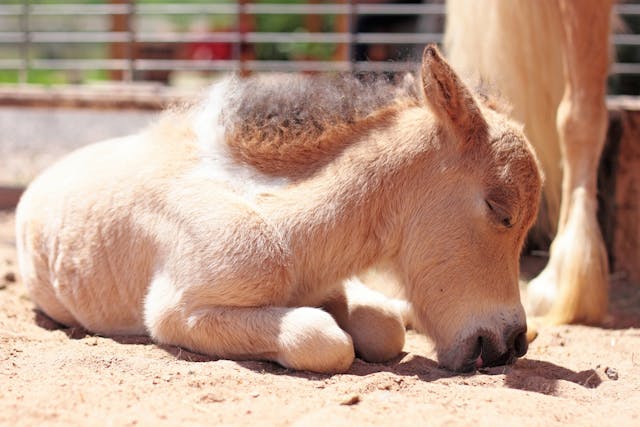 Rupture of the Common Digital Extensor Tendon in Horses - Symptoms, Causes, Diagnosis, Treatment, Recovery, Management, Cost