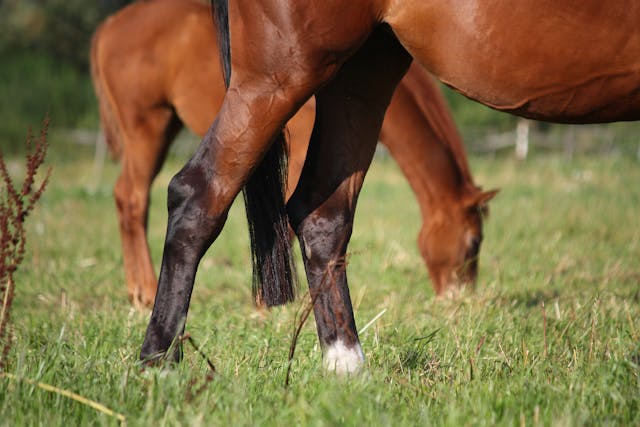 Rupture of the Fibularis (Penoneus) Tertius in Horses - Symptoms, Causes, Diagnosis, Treatment, Recovery, Management, Cost