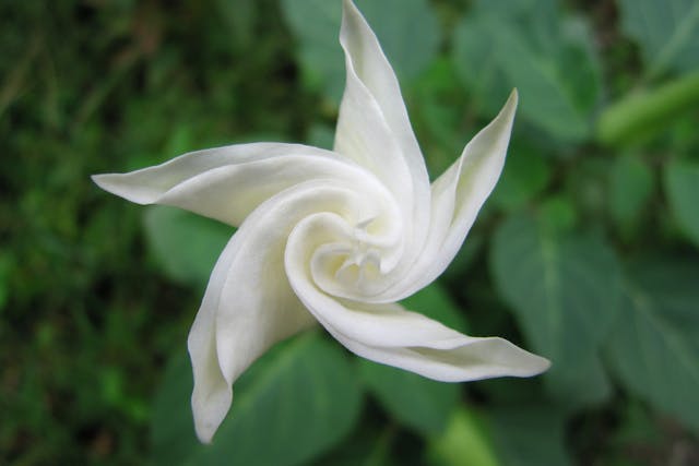 Sacred Datura Poisoning in Horses - Symptoms, Causes, Diagnosis, Treatment, Recovery, Management, Cost