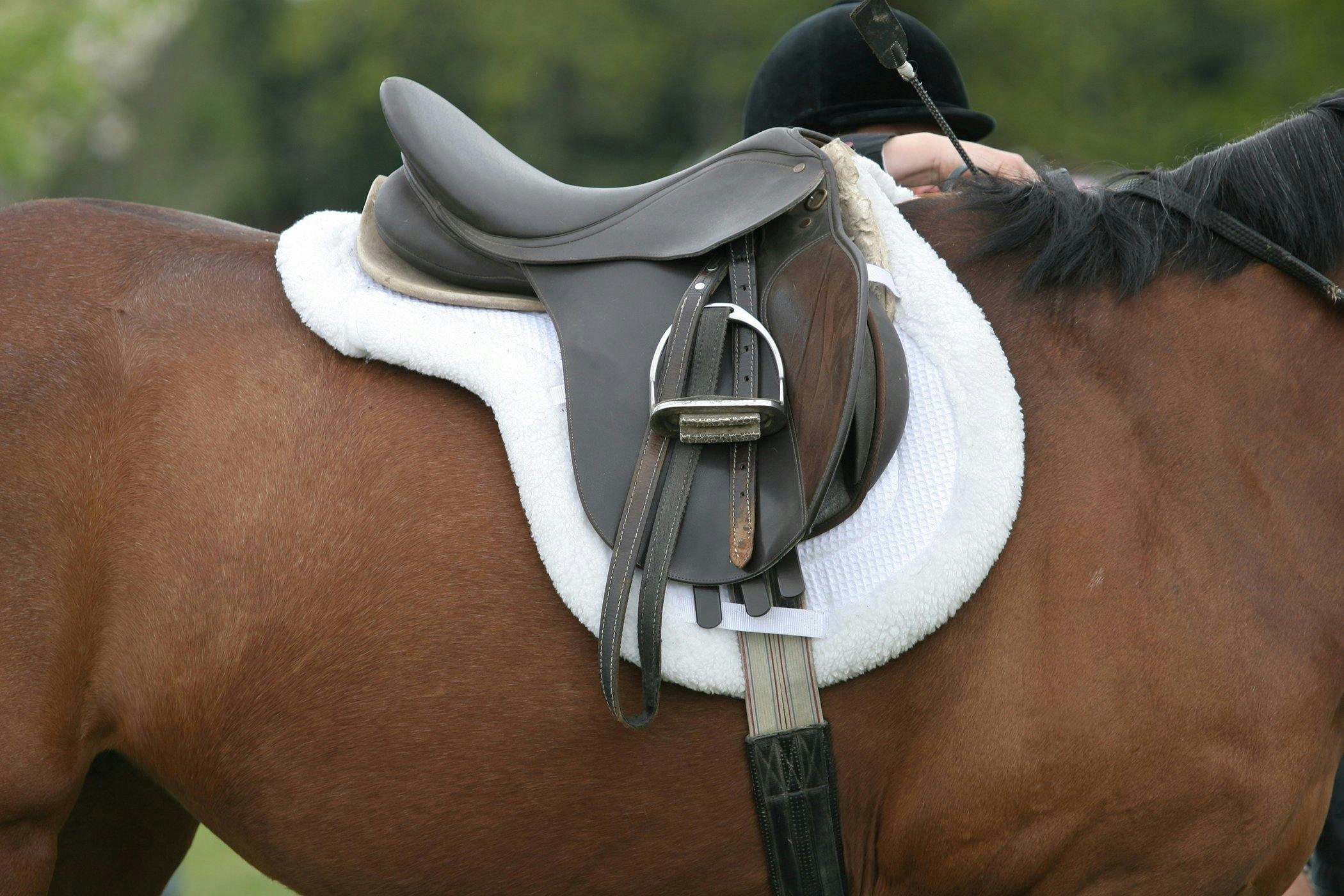 Saddle Sores (Collar Galls) in Horses - Symptoms, Causes, Diagnosis ...