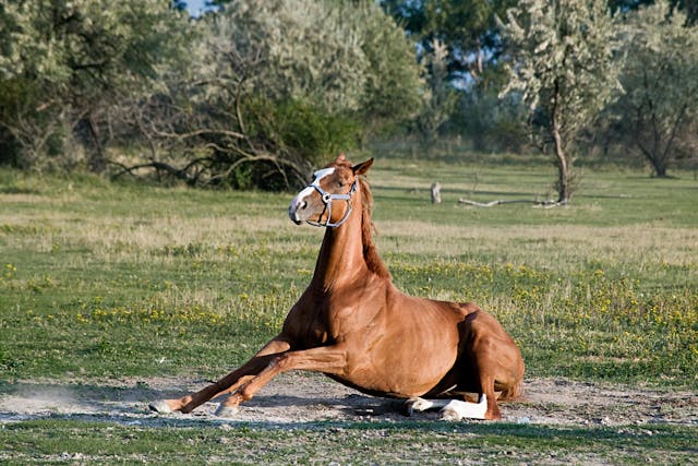 Salmonellosis in Horses - Symptoms, Causes, Diagnosis, Treatment, Recovery, Management, Cost