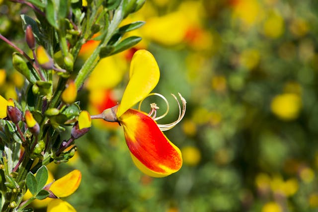 Scotch Broom Poisoning in Horses - Symptoms, Causes, Diagnosis, Treatment, Recovery, Management, Cost