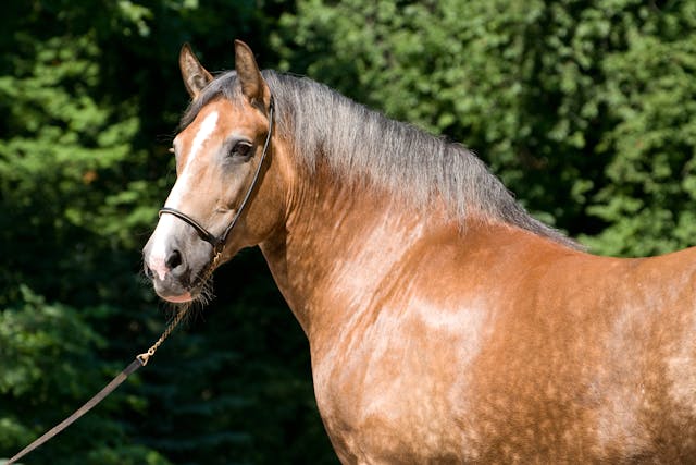 Scratches  in Horses - Symptoms, Causes, Diagnosis, Treatment, Recovery, Management, Cost