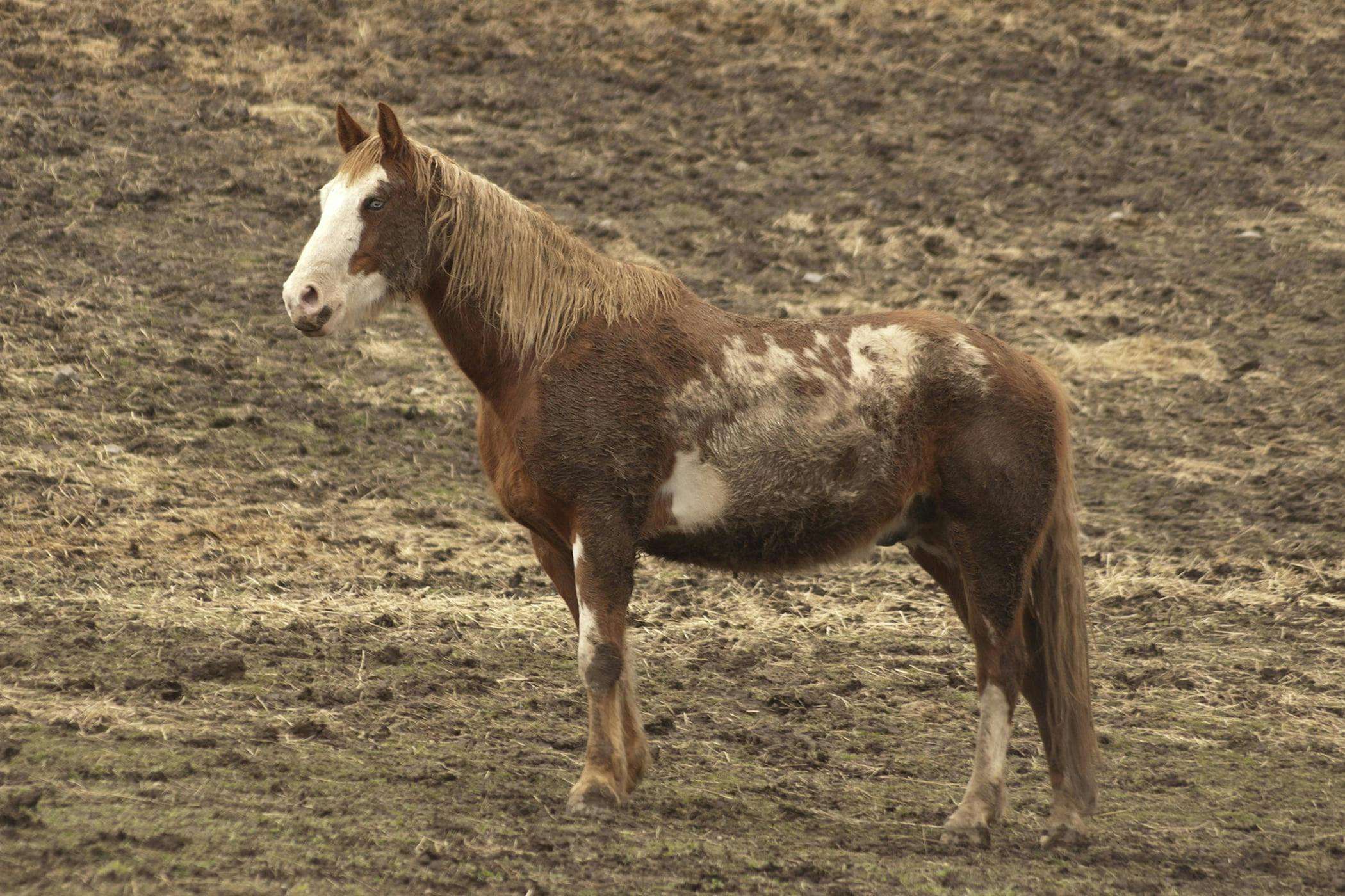 Seasonal Recurrent Dermatitis in Horses Symptoms, Causes, Diagnosis