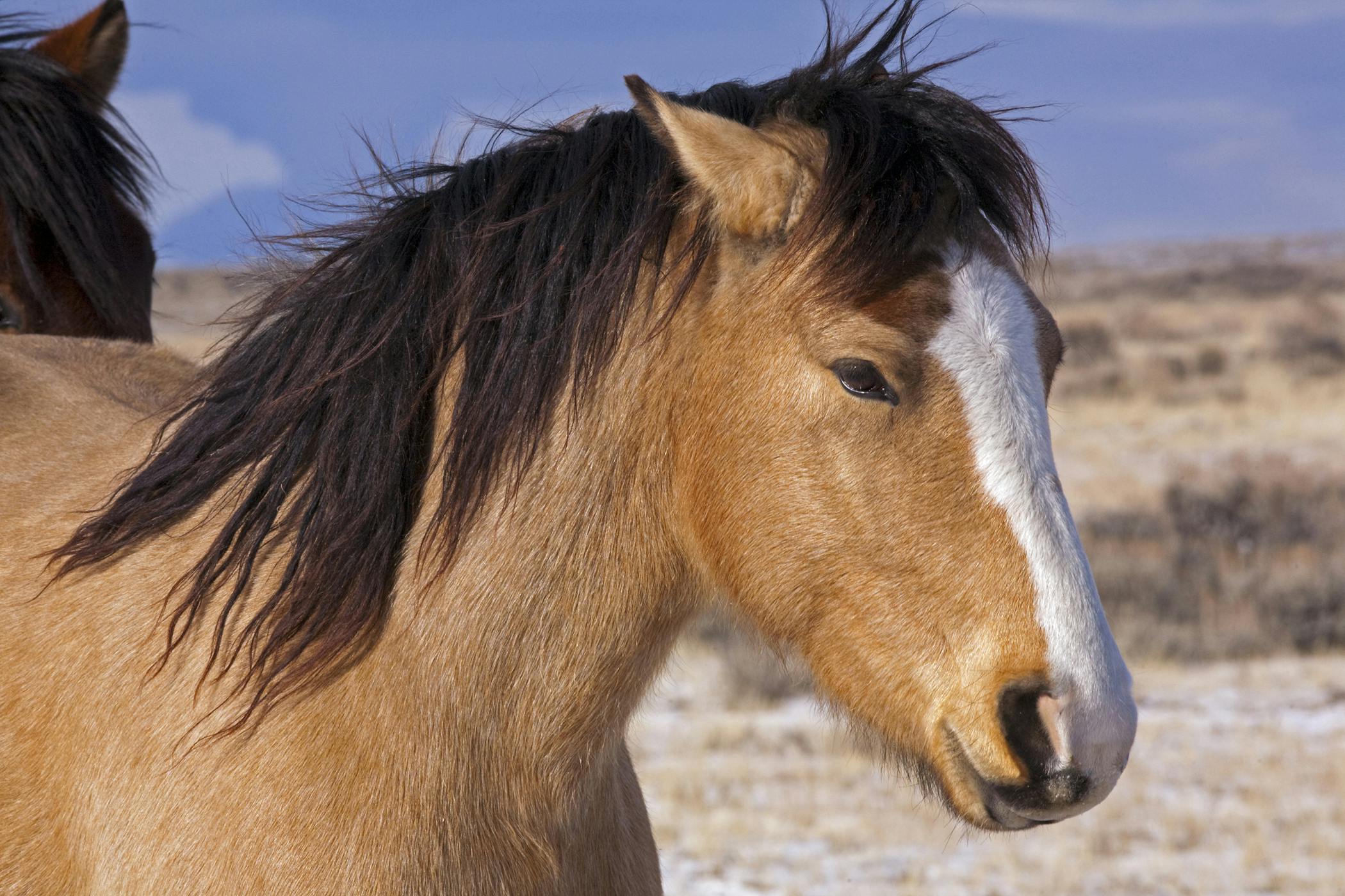 Secondary Hyperthyroidism in Horses Symptoms, Causes, Diagnosis