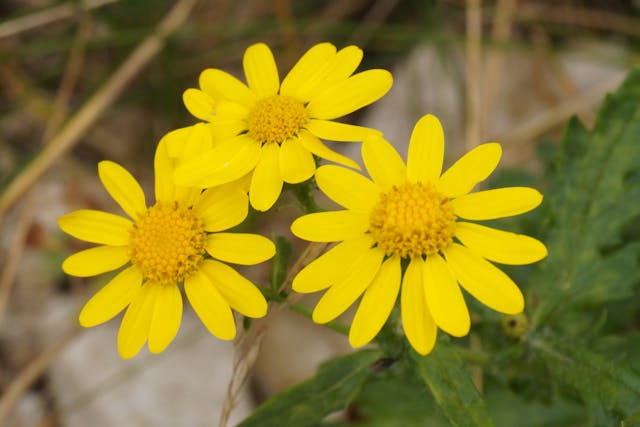 Senecio Poisoning in Horses - Symptoms, Causes, Diagnosis, Treatment, Recovery, Management, Cost