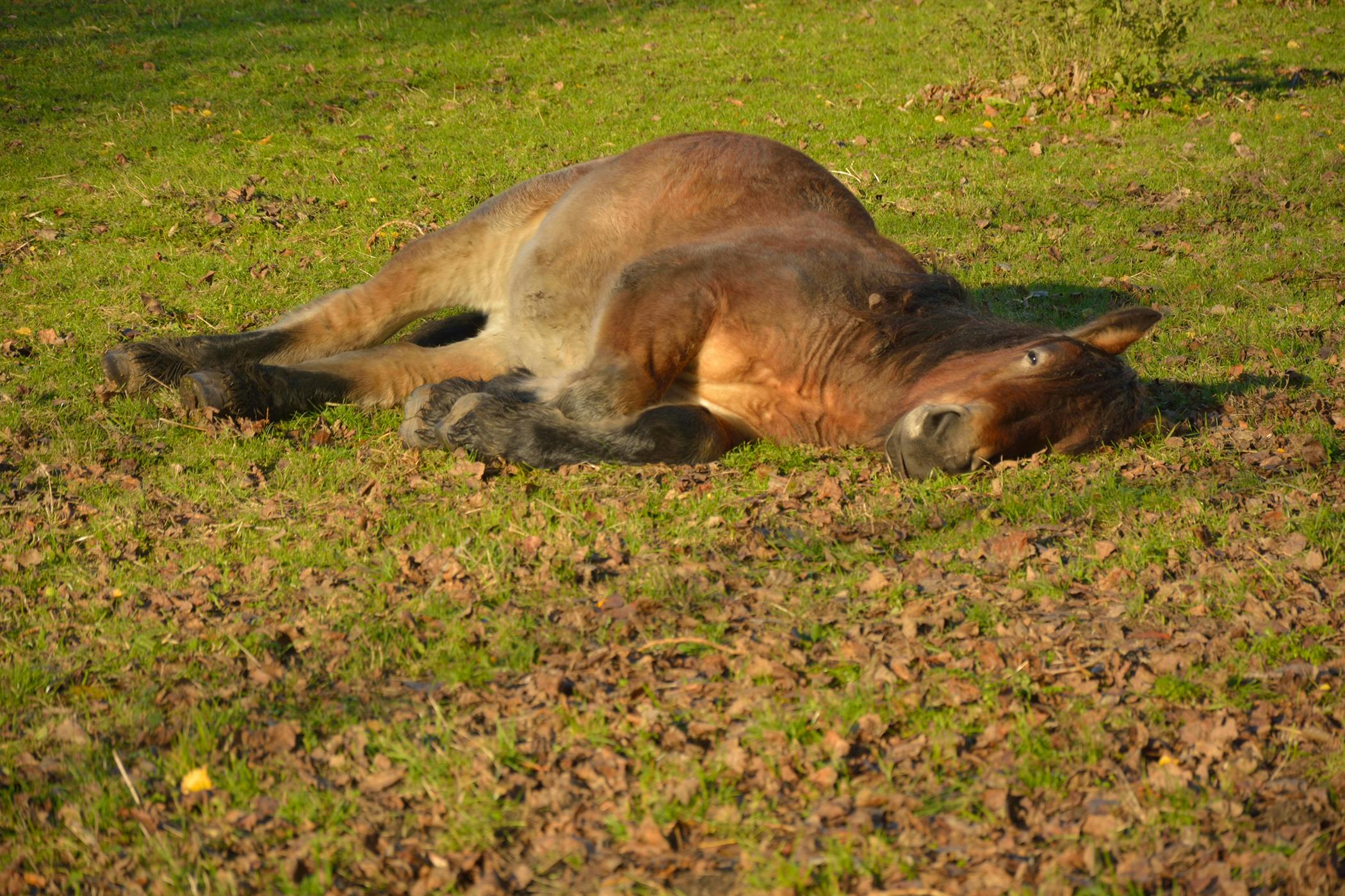 Shipping Fever In Horses - Symptoms, Causes, Diagnosis, Treatment ...