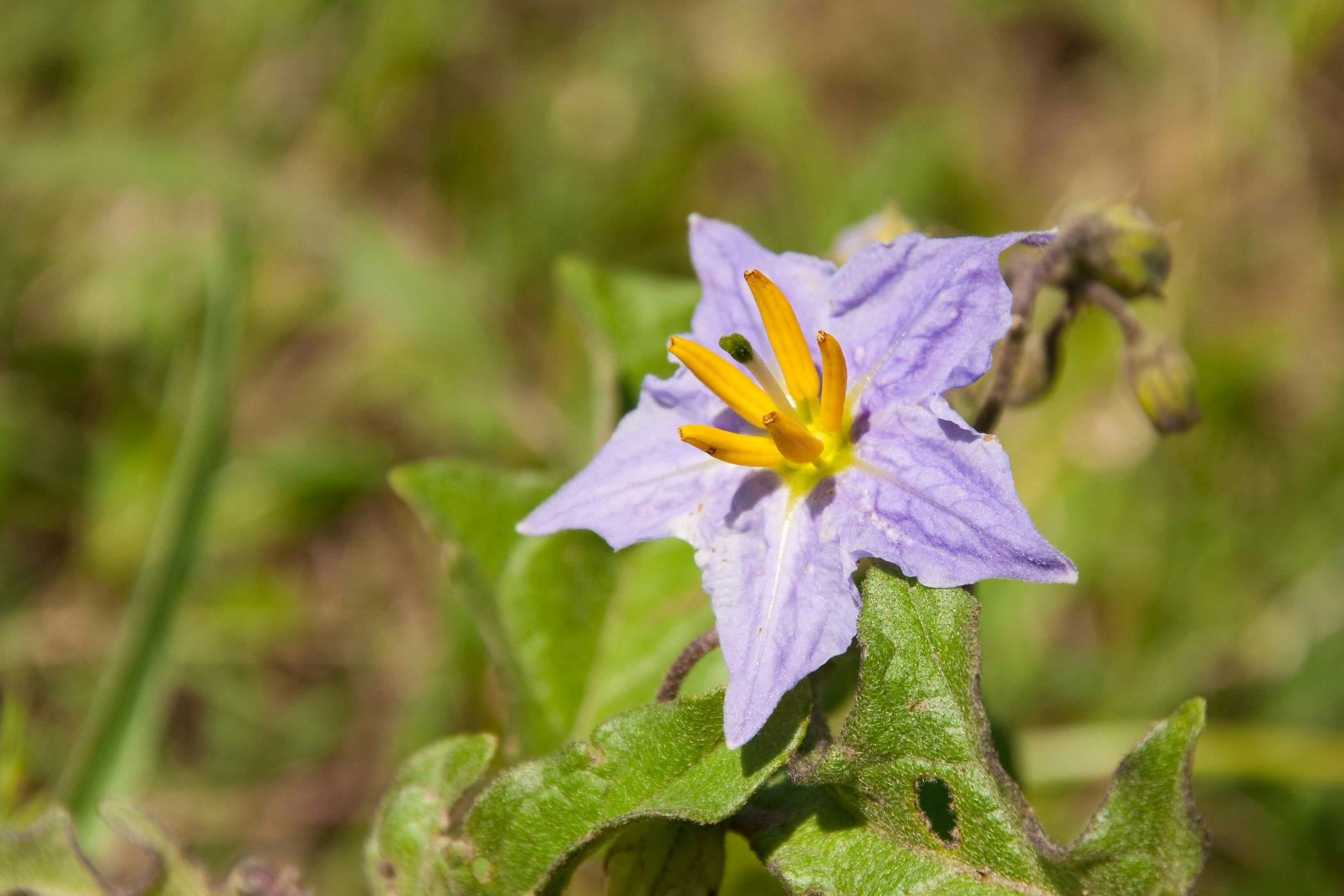 Silverleaf Nightshade Poisoning In Horses Symptoms Causes Diagnosis Treatment Recovery Management Cost