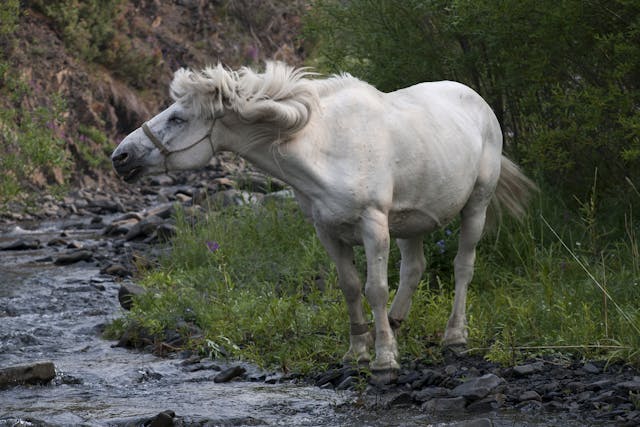 Sinusitis in Horses - Symptoms, Causes, Diagnosis, Treatment, Recovery, Management, Cost