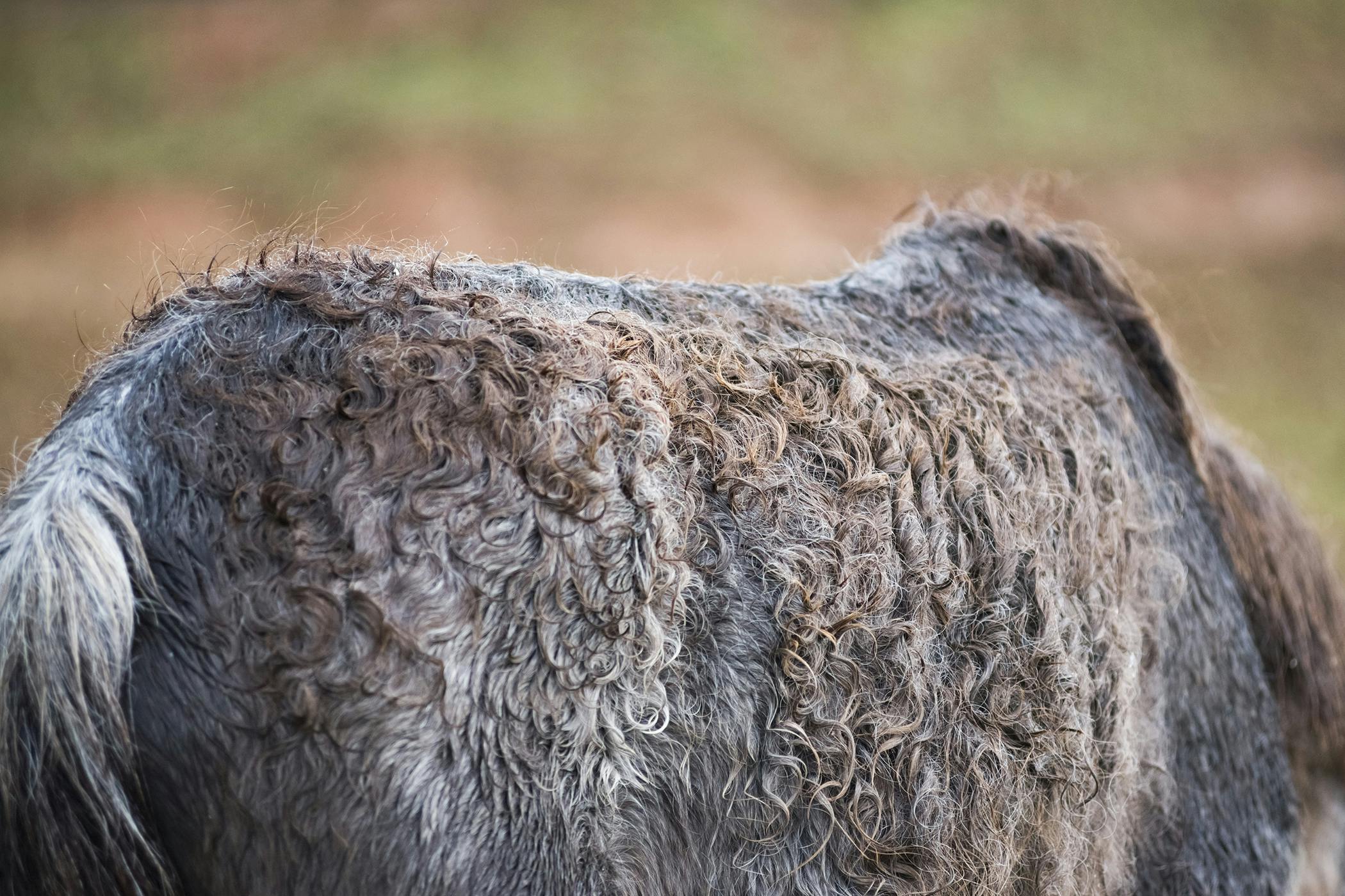 Skin Allergies in Horses - Symptoms, Causes, Diagnosis 
