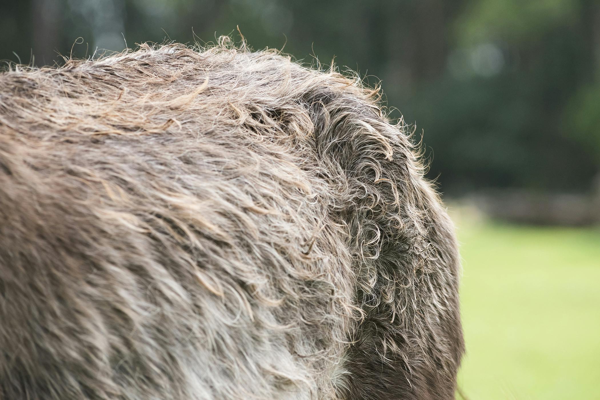 Tapeworms In Horses Symptoms Causes Diagnosis