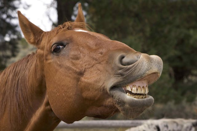Skin Tumors in Horses - Symptoms, Causes, Diagnosis, Treatment, Recovery, Management, Cost
