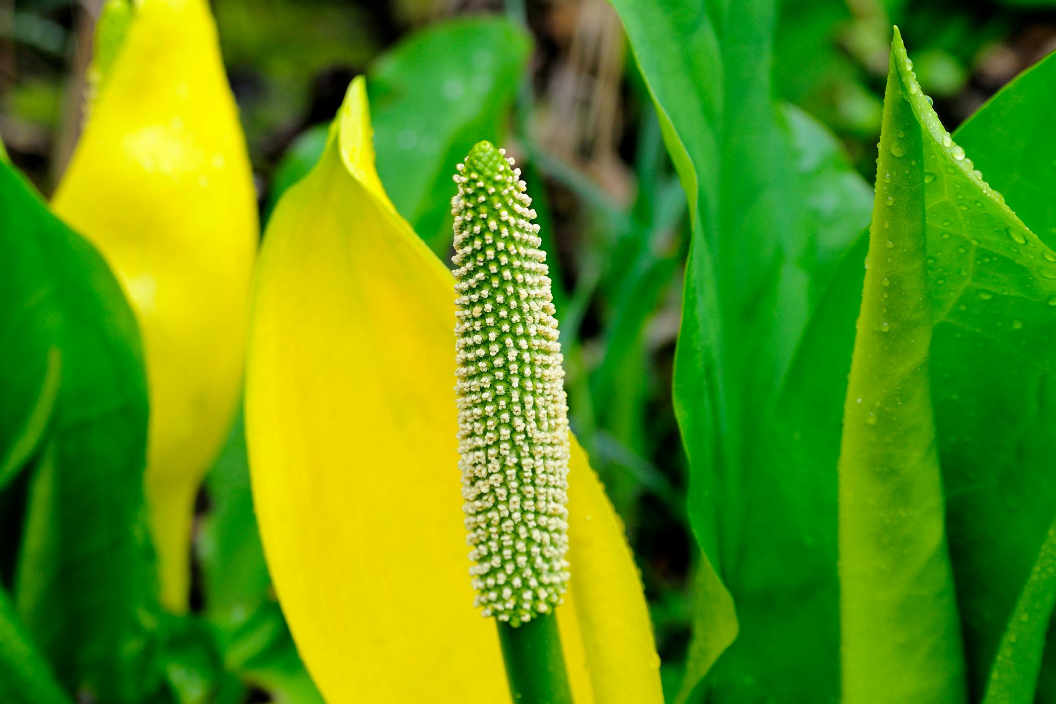 skunk-cabbage-poisoning-in-horses-symptoms-causes-diagnosis