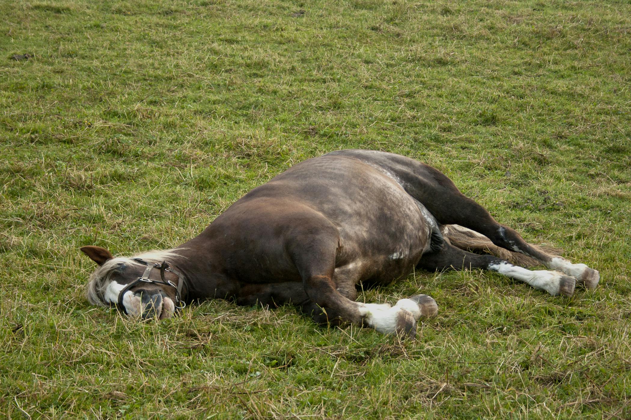 Sleep Deprivation in Horses Symptoms, Causes, Diagnosis, Treatment, Recovery, Management, Cost