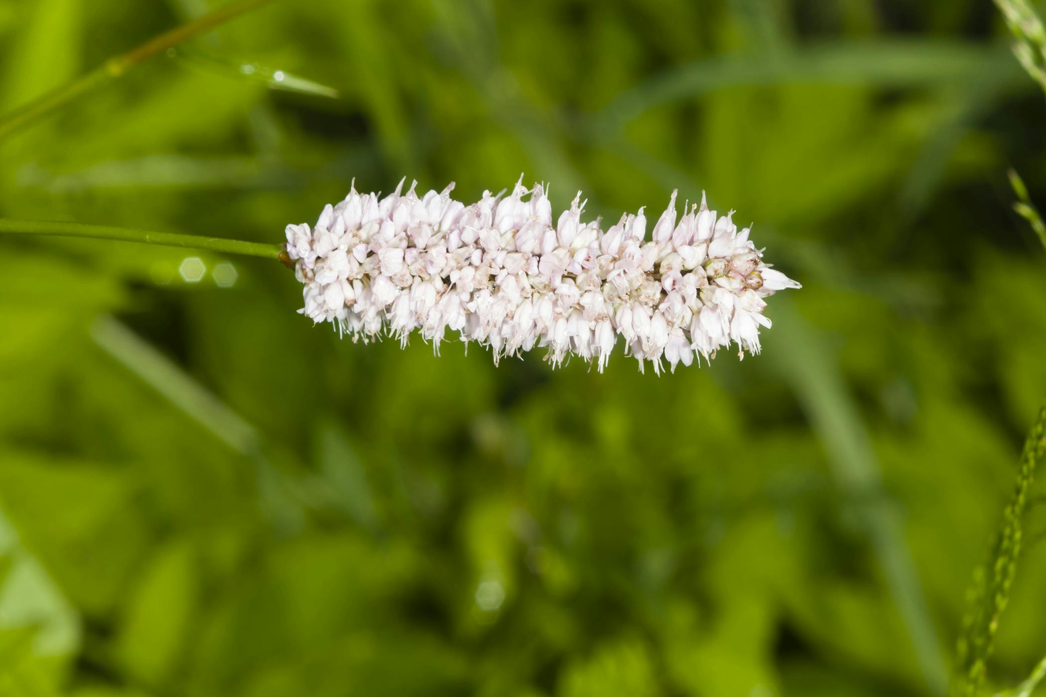 Snakeweed Poisoning in Horses Symptoms, Causes, Diagnosis, Treatment