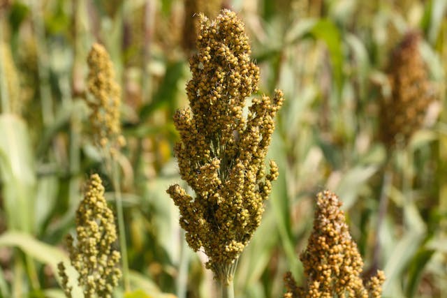 Sorghum Poisoning in Horses - Symptoms, Causes, Diagnosis, Treatment, Recovery, Management, Cost