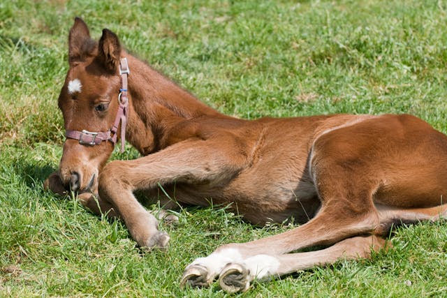 spider-bite-in-horses-symptoms-causes-diagnosis-treatment