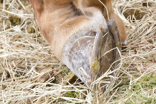 Splints in Horses - Symptoms, Causes, Diagnosis, Treatment, Recovery, Management, Cost