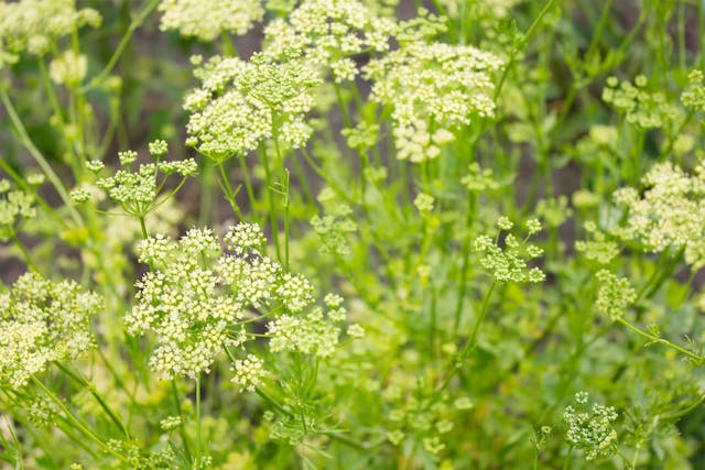 Spring Parsley Poisoning in Horses - Symptoms, Causes, Diagnosis, Treatment, Recovery, Management, Cost