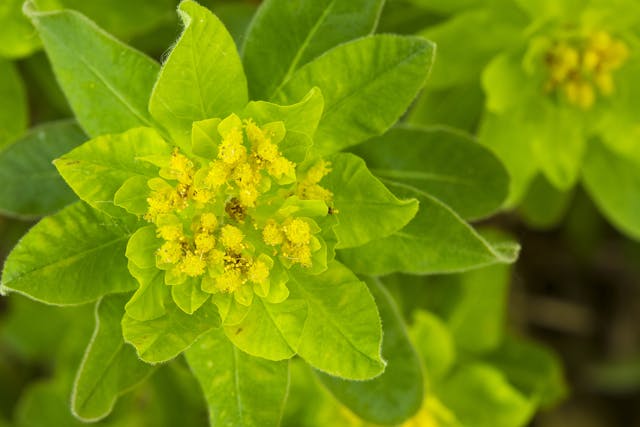 Spurge Poisoning in Horses - Symptoms, Causes, Diagnosis, Treatment, Recovery, Management, Cost