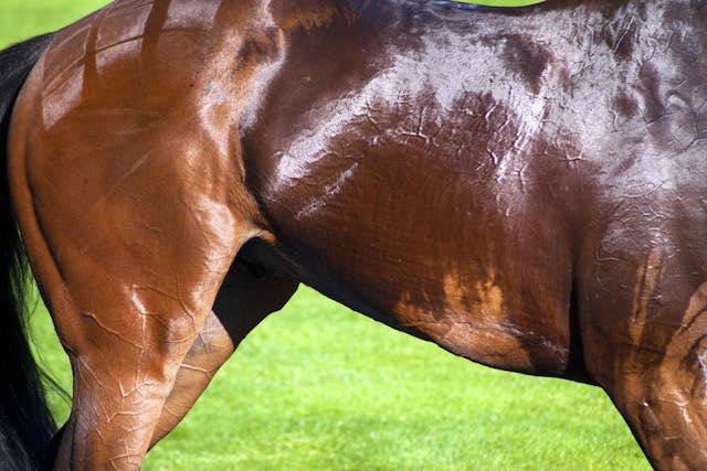 Squamous Cell Carcinoma in Horses - Symptoms, Causes, Diagnosis, Treatment, Recovery, Management, Cost