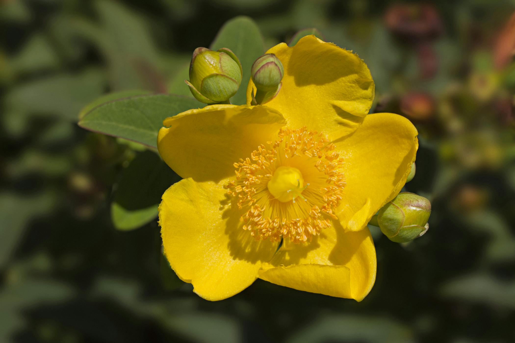 is st john's wort poisonous to dogs