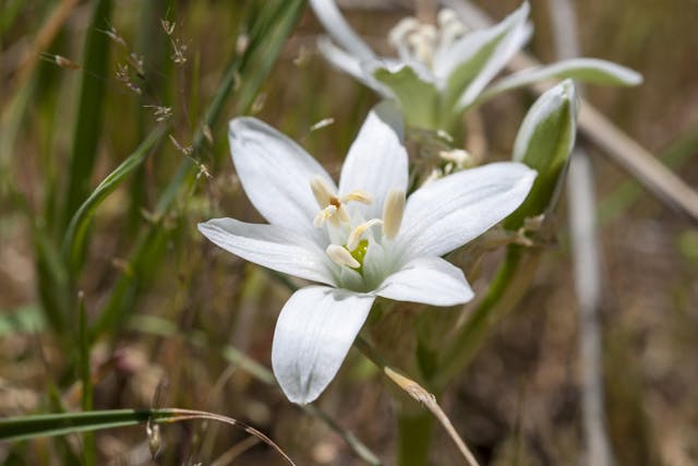 Star of Bethlehem Poisoning in Horses - Symptoms, Causes, Diagnosis, Treatment, Recovery, Management, Cost