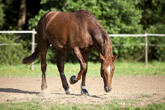 Stifle Injuries in Horses - Symptoms, Causes, Diagnosis, Treatment, Recovery, Management, Cost