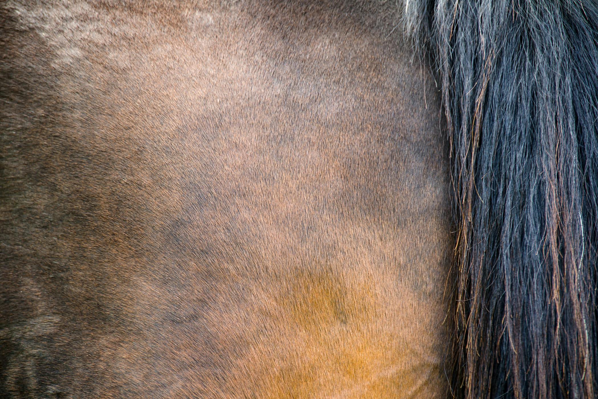 Streptothricosis in Horses Symptoms, Causes, Diagnosis, Treatment