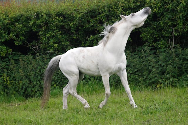 Subepiglottic Cyst in Horses - Symptoms, Causes, Diagnosis, Treatment, Recovery, Management, Cost