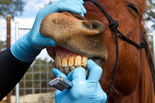 Supernumerary Teeth in Horses - Symptoms, Causes, Diagnosis, Treatment, Recovery, Management, Cost
