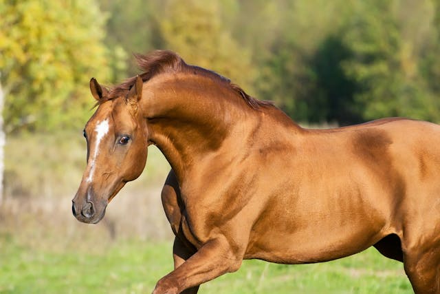 Suprascapular Neuropathy (Sweeney Shoulder) in Horses - Symptoms ...