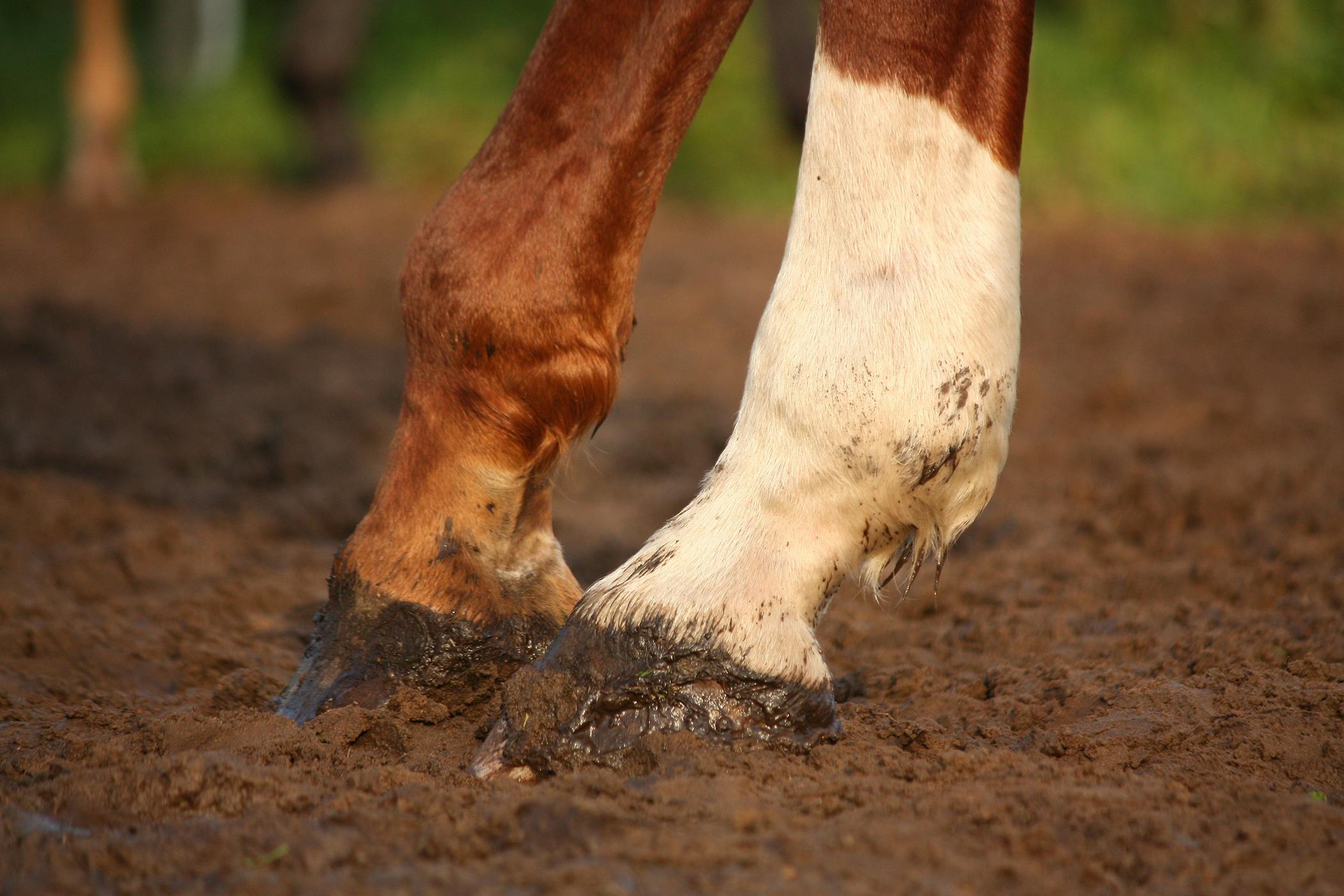 torn suspensory ligament horse