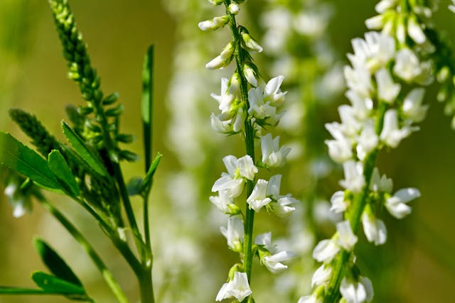 Sweet Clover Poisoning in Horses - Symptoms, Causes, Diagnosis, Treatment, Recovery, Management, Cost