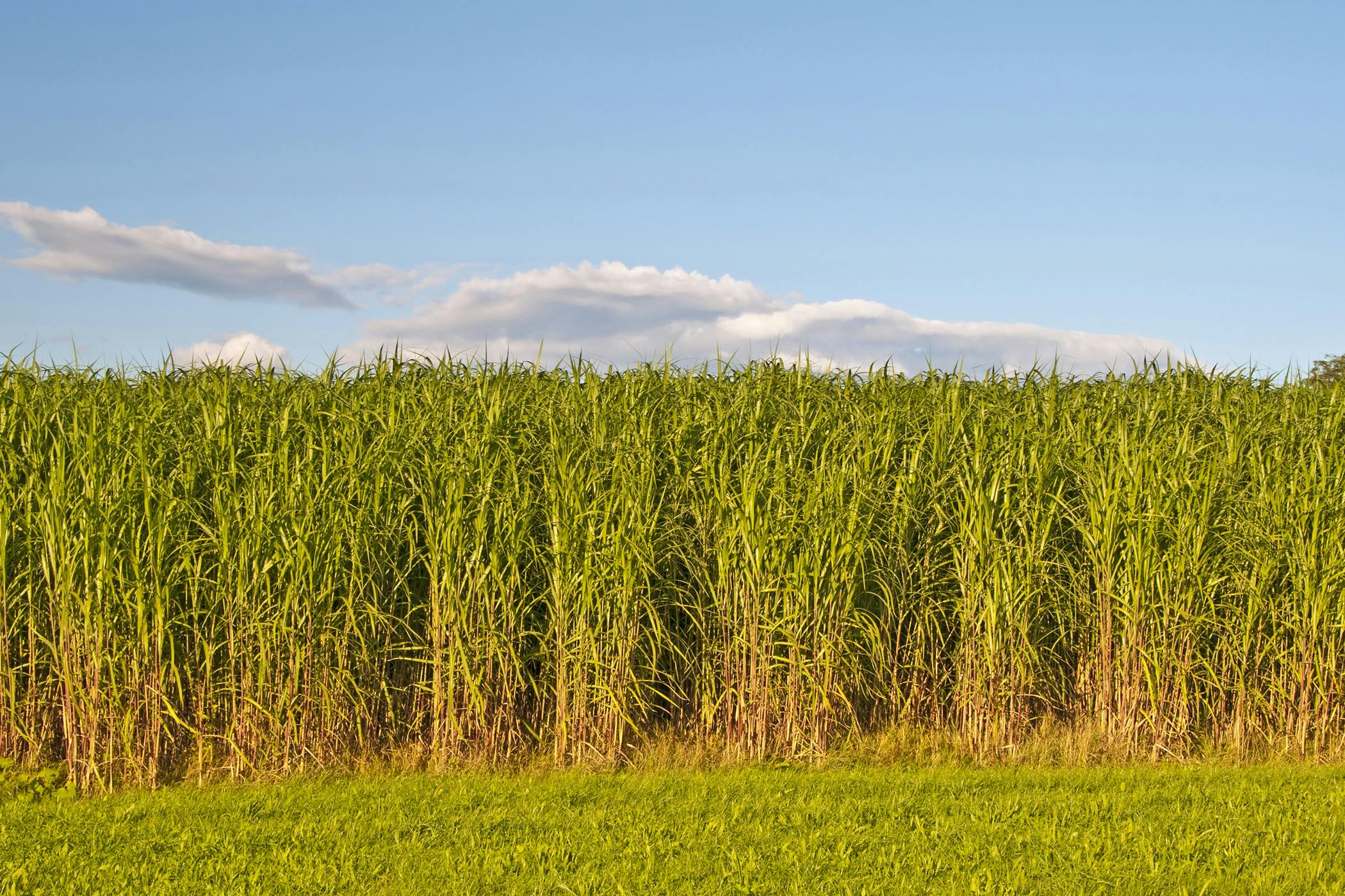 switchgrass-poisoning-in-horses-symptoms-causes-diagnosis