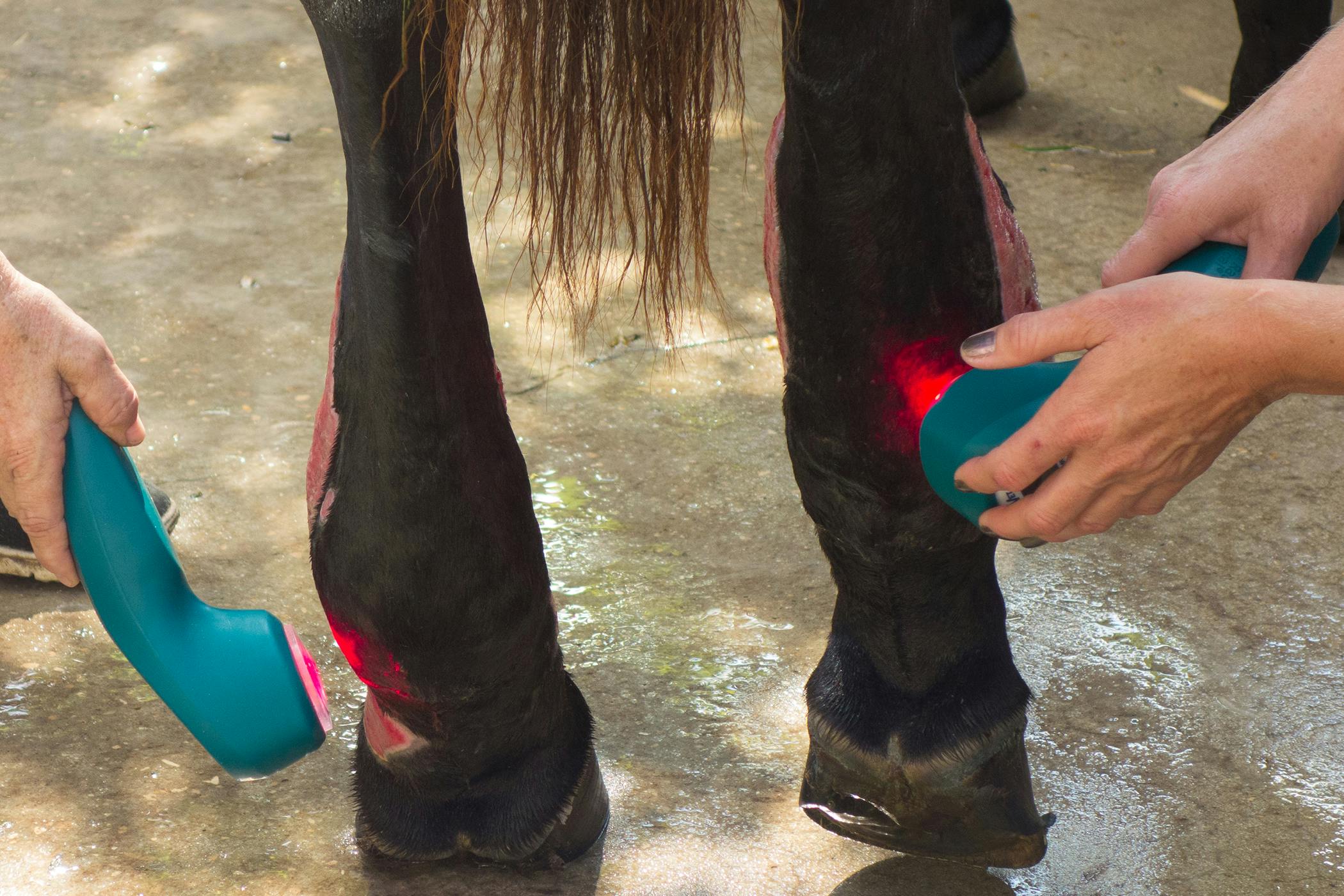 hind leg lameness in horses