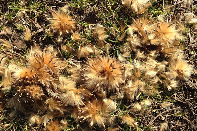 Sycamore Tree Poisoning in Horses - Symptoms, Causes, Diagnosis, Treatment, Recovery, Management, Cost