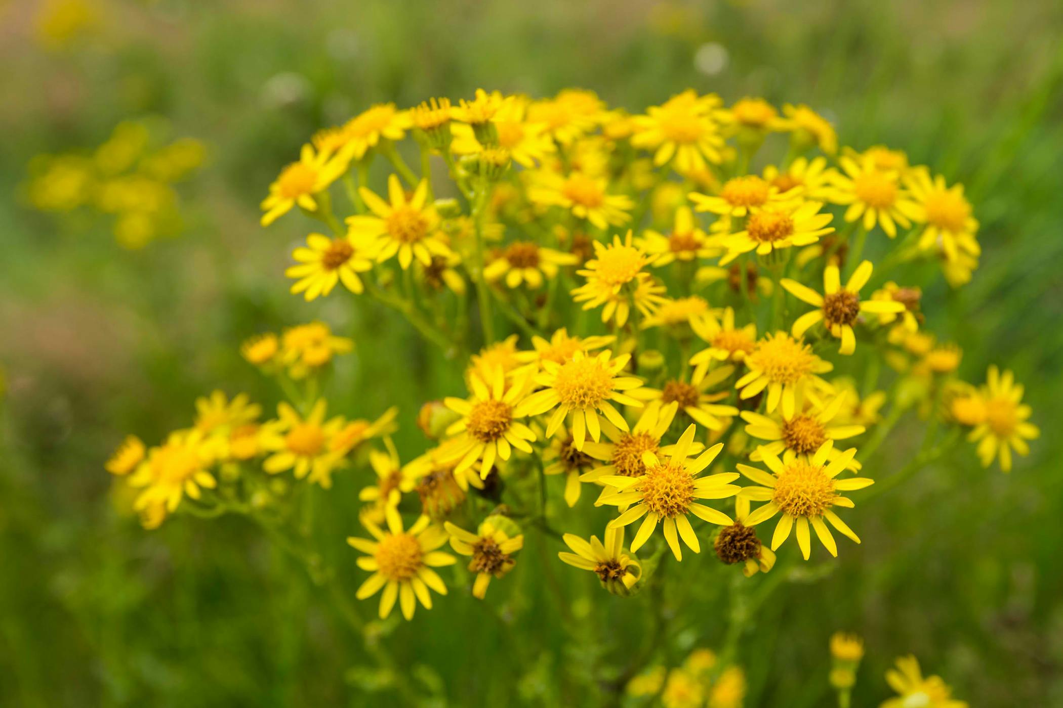 Tansy Ragwort Poisoning in Horses Symptoms, Causes, Diagnosis