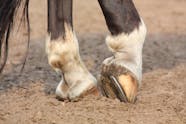Tendonitis In Horses Symptoms Causes Diagnosis Treatment Recovery 