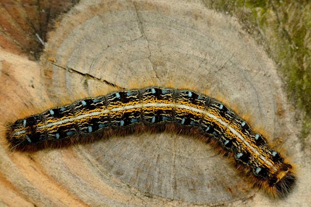Tent Caterpillar Toxicity (Pregnant Mares) in Horses - Symptoms, Causes, Diagnosis, Treatment, Recovery, Management, Cost