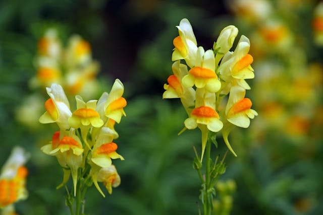 Toadflax Poisoning in Horses - Symptoms, Causes, Diagnosis, Treatment, Recovery, Management, Cost