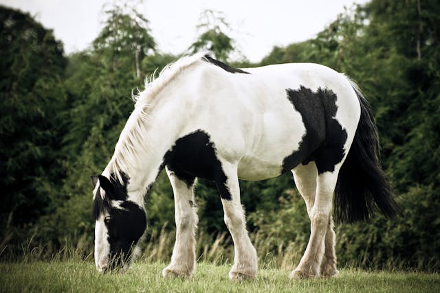 Toxic Equine Parkinsonism in Horses - Symptoms, Causes, Diagnosis, Treatment, Recovery, Management, Cost