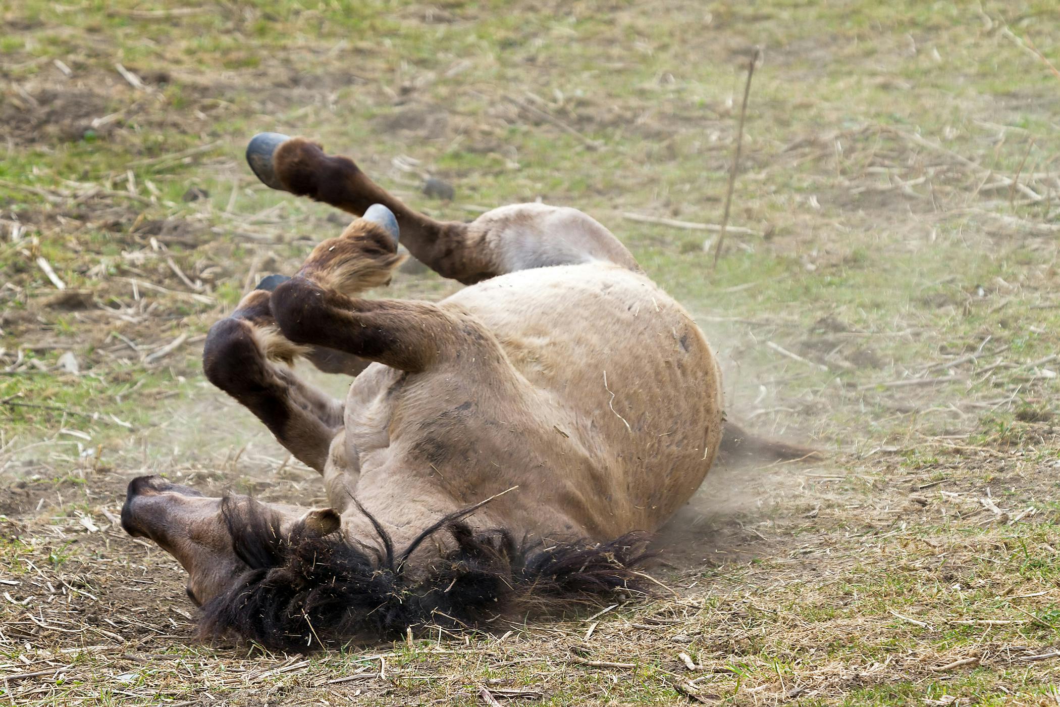 Traumatic Brain Injury in Horses Symptoms, Causes, Diagnosis, Treatment, Recovery, Management