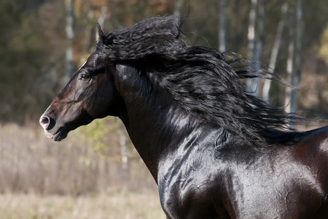 Trichostrongylus spp in Horses - Symptoms, Causes, Diagnosis, Treatment, Recovery, Management, Cost