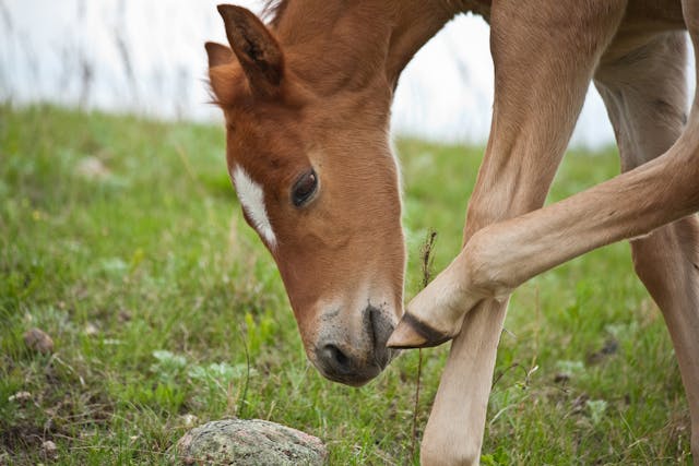 Trombiculosis (Chiggers) in Horses - Symptoms, Causes, Diagnosis, Treatment, Recovery, Management, Cost