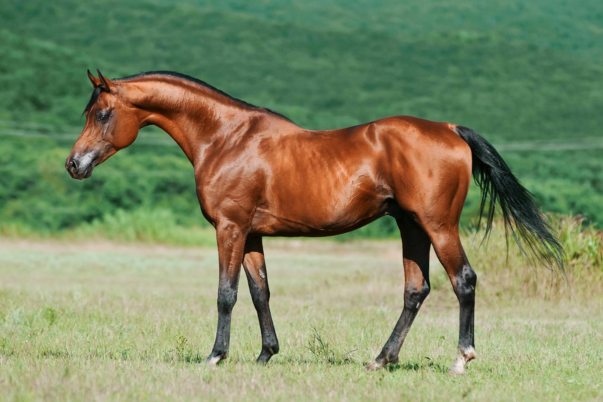 Tuberculosis in Horses - Symptoms, Causes, Diagnosis, Treatment