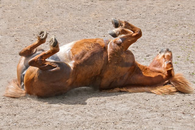 Tying Up In Horses Symptoms Causes Diagnosis Treatment Recovery Management Cost Tying Up In Horses Symptoms Causes Diagnosis Treatment Recovery Management Cost