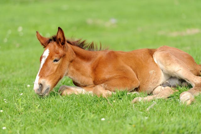 Uroperitoneum (Foals) in Horses - Symptoms, Causes, Diagnosis ...